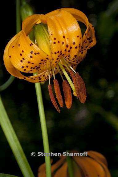 lilium kelleyanum 2 graphic